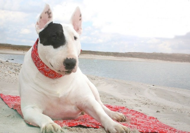 Aqua Coolkeeper verkoelende mat