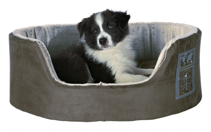 Mand Best Of All Breeds