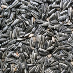 Zonnebloempitten Gestreept