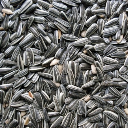 Zonnebloempitten Gestreept
