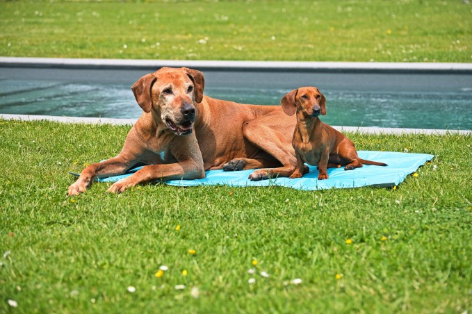 Animal Boulevard Verkoelende Bench Mat