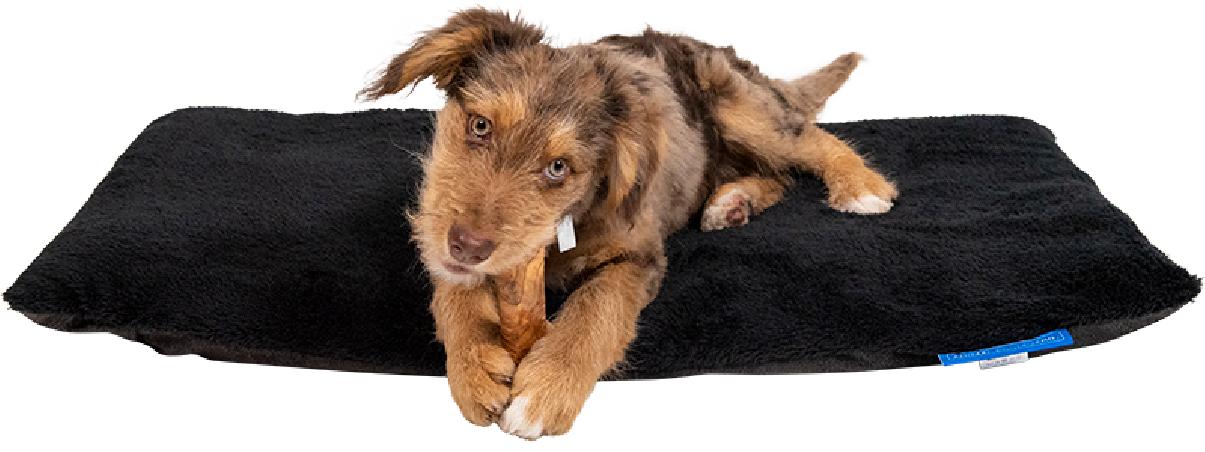 Animal Boulevard Grizzly Kussen